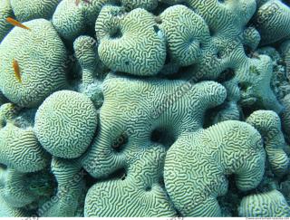 Brain coral Diploria cerebriformis 8